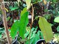 durian hantu hutan ، Sukang 
